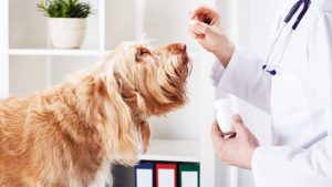 Abrir Farmácia de Manipulação Veterinária