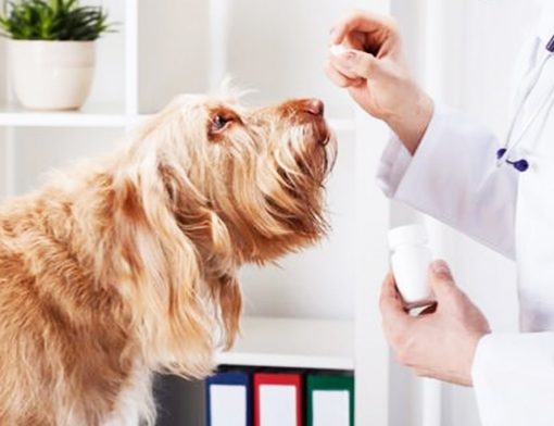 Abrir Farmácia de Manipulação Veterinária